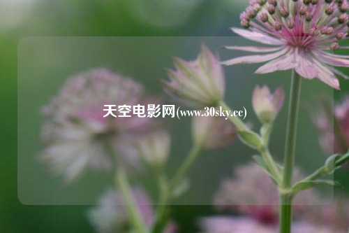 天空电影网(www.30sky.cc)